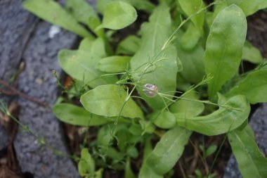 Bir salyangoz, Calendula officinalis 'in yapraklarının arka planına panikleyerek Gypthe sapı boyunca sürünür. Salyangoz, kara salyangozu, karasal pulmonat gastropod yumuşakçaları kabuklu bir gastropoddur. Berlin, Almanya 
