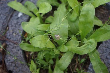 Bir salyangoz, Calendula officinalis 'in yapraklarının arka planına panikleyerek Gypthe sapı boyunca sürünür. Salyangoz, kara salyangozu, karasal pulmonat gastropod yumuşakçaları kabuklu bir gastropoddur. Berlin, Almanya 
