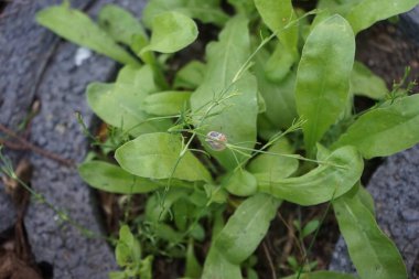 Bir salyangoz, Calendula officinalis 'in yapraklarının arka planına panikleyerek Gypthe sapı boyunca sürünür. Salyangoz, kara salyangozu, karasal pulmonat gastropod yumuşakçaları kabuklu bir gastropoddur. Berlin, Almanya 