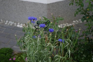 Centaurea siyanus 'Blauer Junge' un çiçekleri bahçede açar. Centaurea siyanus, Asteraceae familyasından bir bitki türü. Berlin, Almanya 