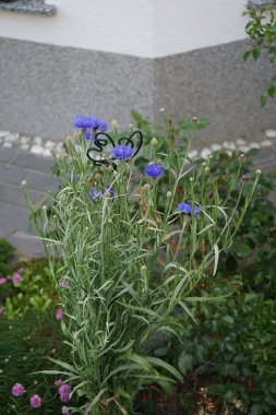 Centaurea siyanus 'Blauer Junge' un çiçekleri bahçede açar. Centaurea siyanus, Asteraceae familyasından bir bitki türü. Berlin, Almanya 