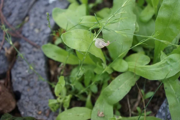 Seekor Siput Merangkak Sepanjang Batang Paniculata Gypsophila Dengan Latar Belakang — Stok Foto
