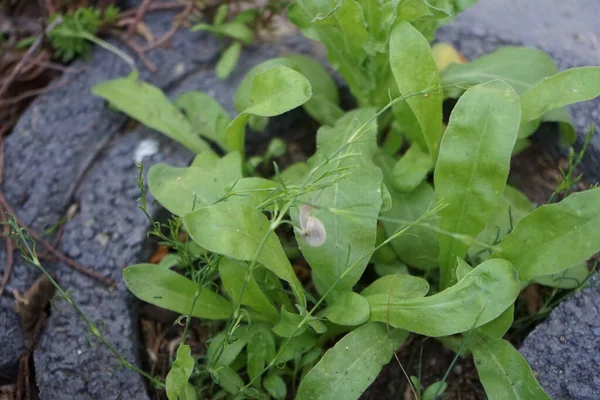 Ślimak Czołga Się Wzdłuż Łodygi Gypsophila Paniculata Tle Liści Calendula — Zdjęcie stockowe