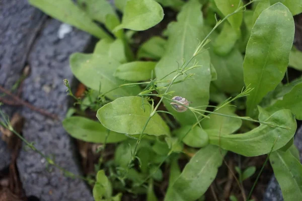 Bir salyangoz, Calendula officinalis 'in yapraklarının arka planına panikleyerek Gypthe sapı boyunca sürünür. Salyangoz, kara salyangozu, karasal pulmonat gastropod yumuşakçaları kabuklu bir gastropoddur. Berlin, Almanya 