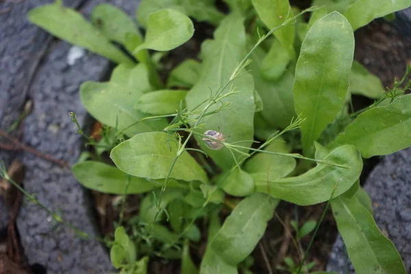 Bir salyangoz, Calendula officinalis 'in yapraklarının arka planına panikleyerek Gypthe sapı boyunca sürünür. Salyangoz, kara salyangozu, karasal pulmonat gastropod yumuşakçaları kabuklu bir gastropoddur. Berlin, Almanya 
