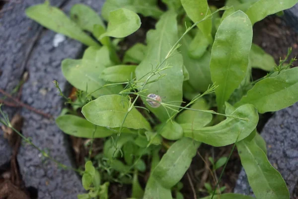 Bir salyangoz, Calendula officinalis 'in yapraklarının arka planına panikleyerek Gypthe sapı boyunca sürünür. Salyangoz, kara salyangozu, karasal pulmonat gastropod yumuşakçaları kabuklu bir gastropoddur. Berlin, Almanya 