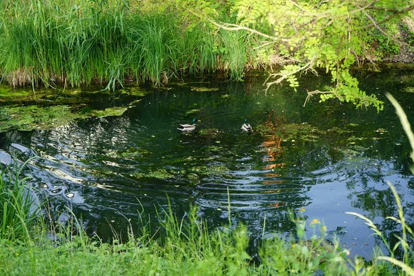 Two Male Mallard Ducks Swim Wuhle River June Mallard Wild — Stock Photo, Image