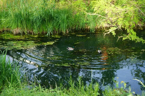 Two Male Mallard Ducks Swim Wuhle River June Mallard Wild — Stock Photo, Image