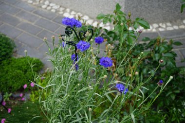 Centaurea siyanus 'Blauer Junge' un çiçekleri bahçede açar. Centaurea siyanus, Asteraceae familyasından bir bitki türü. Berlin, Almanya 