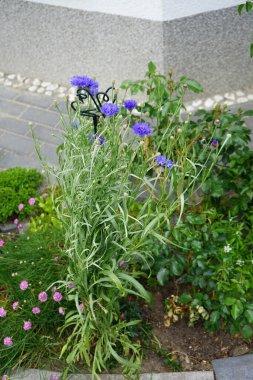 Centaurea siyanus 'Blauer Junge' un çiçekleri bahçede açar. Centaurea siyanus, Asteraceae familyasından bir bitki türü. Berlin, Almanya 