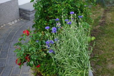 Centaurea siyanus 'Blauer Junge' ve Rose Rotilia bahçede çiçek açıyor. Centaurea siyanus, Asteraceae familyasından yıllık bir çiçeklenme bitkisidir. Berlin, Almanya 