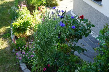 Centaurea siyanus 'Blauer Junge' ve Rose Rotilia bahçede çiçek açıyor. Centaurea siyanus, Asteraceae familyasından yıllık bir çiçeklenme bitkisidir. Berlin, Almanya 