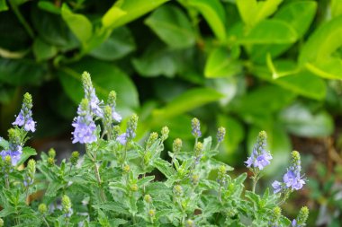 Veronica austriaca subsp. Çiçek tarhında mor çiçeklerle çiçek açar. Veronica austriaca, geniş yapraklı, Avusturya yapımı, veya testere yapraklı, Plantaginaceae familyasından bir bitki türü. Berlin, Almanya
