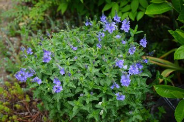 Veronica austriaca subsp. Çiçek tarhında mor çiçeklerle çiçek açar. Veronica austriaca, geniş yapraklı, Avusturya yapımı, veya testere yapraklı, Plantaginaceae familyasından bir bitki türü. Berlin, Almanya