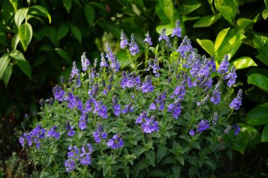 Veronica austriaca subsp. Çiçek tarhında mor çiçeklerle çiçek açar. Veronica austriaca, geniş yapraklı, Avusturya yapımı, veya testere yapraklı, Plantaginaceae familyasından bir bitki türü. Berlin, Almanya