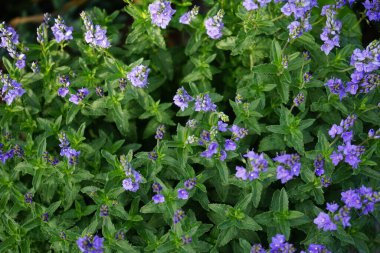 Veronica austriaca subsp. Çiçek tarhında mor çiçeklerle çiçek açar. Veronica austriaca, geniş yapraklı, Avusturya yapımı, veya testere yapraklı, Plantaginaceae familyasından bir bitki türü. Berlin, Almanya