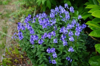 Veronica austriaca subsp. Çiçek tarhında mor çiçeklerle çiçek açar. Veronica austriaca, geniş yapraklı, Avusturya yapımı, veya testere yapraklı, Plantaginaceae familyasından bir bitki türü. Berlin, Almanya