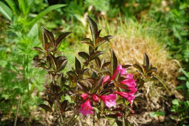 Weigela 'Bristol Ruby' mayıs ayında bahçede çiçek açar. Weigela, Caprifoliaceae familyasından bir bitki türü. Berlin, Almanya