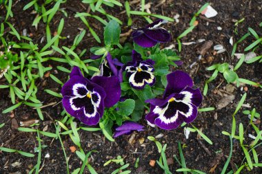 Viola x wittrockiana 'Delta Violet ve White' mayıs ayında çiçek açar. Bahçe ibnesi Viola x wittrockiana, bir bahçe çiçeği olarak yetiştirilmiş bir tür büyük çiçekli melez bitkidir. Berlin, Almanya 