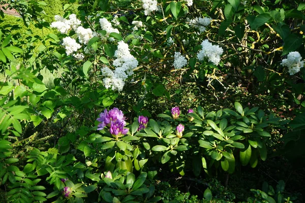Lilac Vit Och Rhododendron Rosa Blomma Maj Syringa Vulgaris Syren — Stockfoto