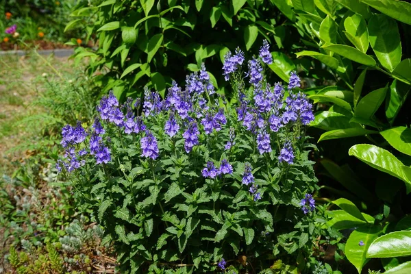 Verónica Austriaca Subsp Teucrium Florece Con Flores Púrpuras Macizo Flores — Foto de Stock