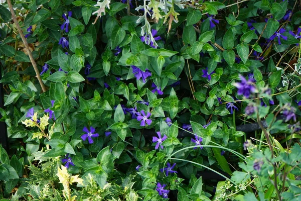 5月に小さなビンカの青い花を咲かせます ビンカ マイナー Vinca Minor ドッグバン科の花生植物の一種で 一般名はペリウィンクルやドワーフ ペリウィンクルより少ない ドイツ ベルリン — ストック写真