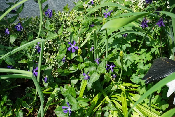 stock image Blue flowers of Vinca minor in May. Vinca minor, common names lesser periwinkle or dwarf periwinkle, is a species of flowering plant in the dogbane family. Berlin, Germany 