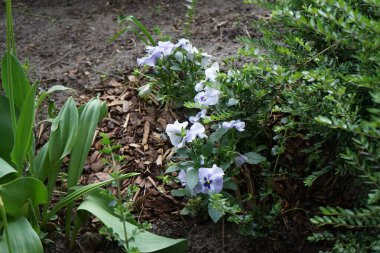 Viola x wittrockiana 'İsviçreli Dev Adonis' Mayıs 'ta bir çiçek tarlasında çiçek açar. Bahçe ibnesi Viola x wittrockiana, bir bahçe çiçeği olarak yetiştirilmiş bir tür büyük çiçekli melez bitkidir. Berlin, Almanya