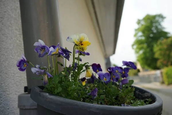 Viola cornuta çiçekleri su borusunda asılmış bir tencerede çiçek açar. Viola cornuta, boynuzlu nonoş veya boynuzlu menekşe olarak da bilinen, Violaceae familyasından bir çicek türü. Berlin, Almanya 