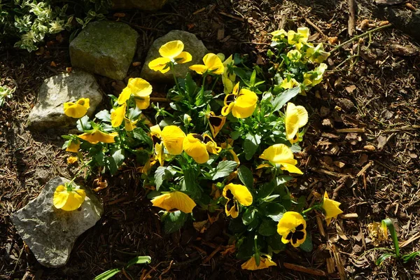 Viola Wittrockiana Yellow Blotch 정원에서 피어나다 Garden Pansy Viola Wittrockiana — 스톡 사진