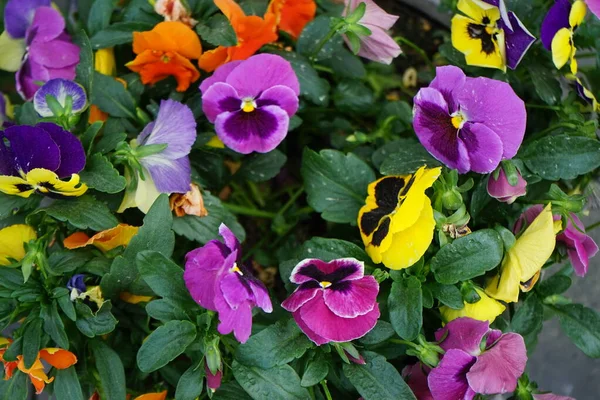 Viola Wittrockiana Wielokolorowe Kwiaty Kwitną Doniczce Maju Penis Ogrodowy Viola — Zdjęcie stockowe