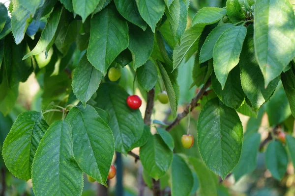 Плоды Колонной Вишни Prunus Avium Stella Созревают Июне Черёмуха Авиум — стоковое фото