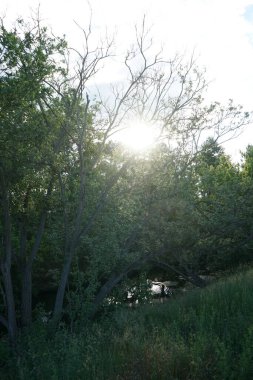 Haziran başında Wuhle Nehri üzerinde gün batımı. Berlin, Almanya 