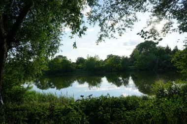 Haziran başında yemyeşil bitki örtüsü olan Wuhlesee Gölü. Berlin, Almanya 