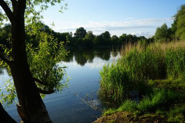Haziran başında yemyeşil bitki örtüsü olan Wuhlesee Gölü. Berlin, Almanya 