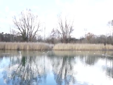 Siyah başlı martılar, Kroicocephalus ridibundus, Habermannsee üzerinde uçan kış tüyleri ve Şubat ayında yüzen su kuşları. Kaulsdorfer Baggersee, Marzahn-Hellersdorf, Berlin, Almanya
