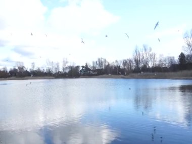 Siyah başlı martılar, Kroicocephalus ridibundus, Habermannsee üzerinde uçan kış tüyleri ve Şubat ayında yüzen su kuşları. Kaulsdorfer Baggersee, Marzahn-Hellersdorf, Berlin, Almanya