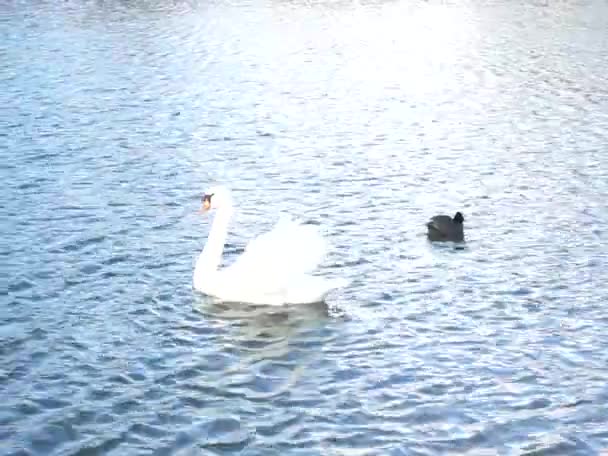 今年2月 白天鹅 天鹅绒和欧亚野鸟富丽卡 达拉在哈贝曼湖的水面上游泳 Kaulsdorfer Baggersee Marzahn Hellersdorf 德国柏林 — 图库视频影像