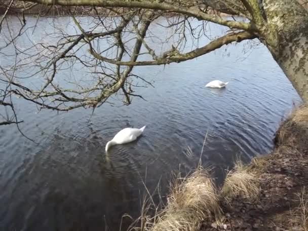 Par Cisnes Mudos Forrageiam Água Largo Costa Lago Wuhlesee Março — Vídeo de Stock