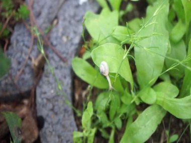 Bir salyangoz, Calendula officinalis 'in yapraklarının arka planına panikleyerek Gypthe sapı boyunca sürünür. Salyangoz kabuklu bir gastropoddur. Berlin, Almanya 
