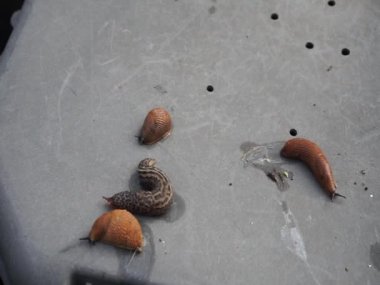 Haziran 'da bahçedeki plastik bir termal komposterin kapağında salyangozlar emekliyor. Salyangoz ya da kara sümüklüböceği, kabuksuz karasal gastropod yumuşakçaları için yaygın bir isimdir. Berlin, Almanya