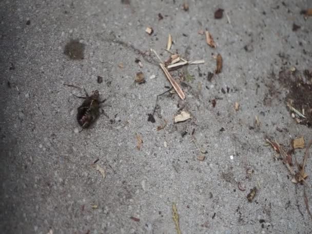 Escarabajo Protaetia Cuprea Trata Rodar Espaldas Sus Pies Rodeados Hormigas — Vídeos de Stock