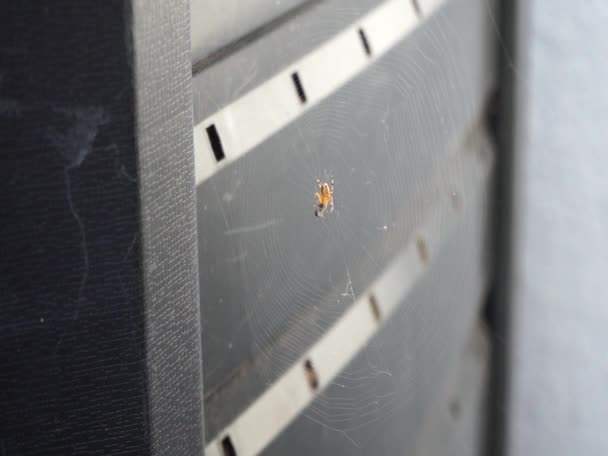 Μια Αράχνη Του Κήπου Αρανεύς Διαδήμαχος Τυλίγει Θήραμά Της Μια — Αρχείο Βίντεο