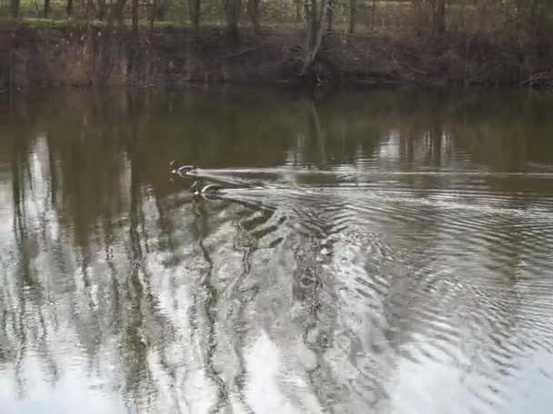 Ein Paar Pommersche Gänse Schwimmt März Auf Dem Wuhlesee Die — Stockvideo