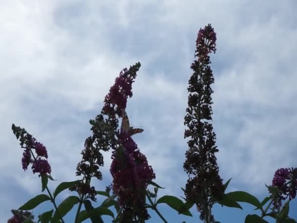 Vanessa Cardui Kelebekleri Temmuz Ayında Buddleja Daviddii Çiçek Gücü Çiçekleri — Stok video