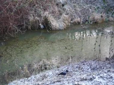 Kapüşonlu karga, Corvus cornix, ve Gri balıkçıl, Ardea cinerea, Aralık ayında karlı kıyıları olan Wuhle Nehri yakınlarında. Berlin, Almanya