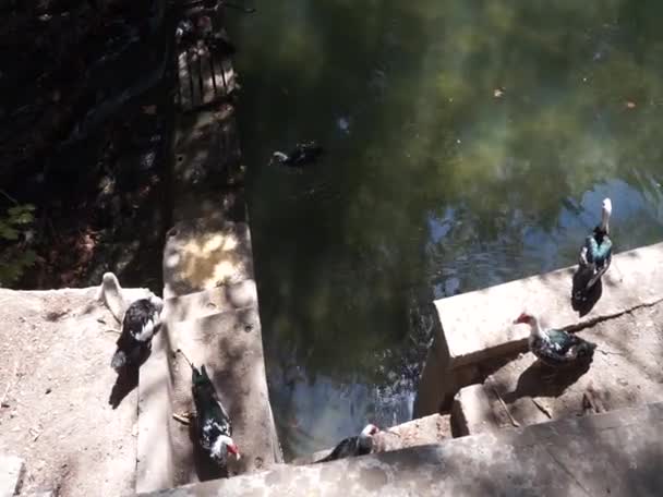 Los Patos Cairina Moschata Viven Cerca Del Agua Parque Rodini — Vídeo de stock