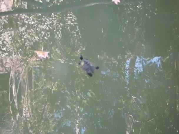 Schildkröte Schwimmt Fluss Rodini Park Schildkröten Sind Eine Ordnung Von — Stockvideo