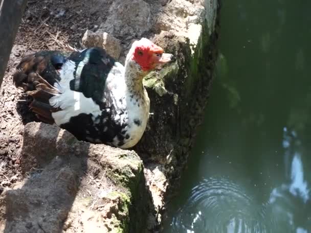 Los Patos Cairina Moschata Viven Cerca Del Agua Parque Rodini — Vídeos de Stock