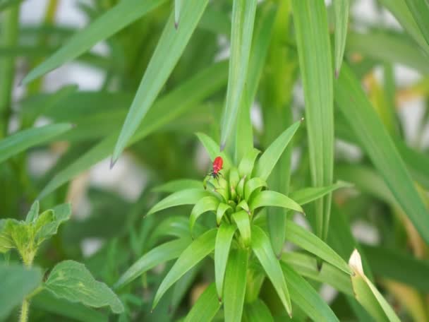 Escarabajo Rojo Lilioceris Lilii Posa Sobre Lirio Jardín Mayo Lilioceris — Vídeos de Stock